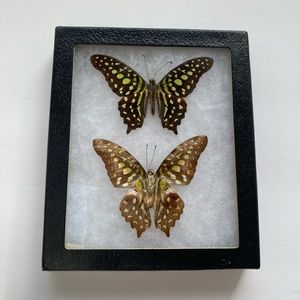 …BUTTERFLIES…Isolated Common Jay & Real Green Common Jay Butterflies